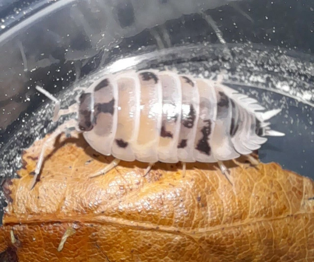 PORCELLIO LAEVIS DAIRY COW 12+ Woodlice Isopods Bio Livefood