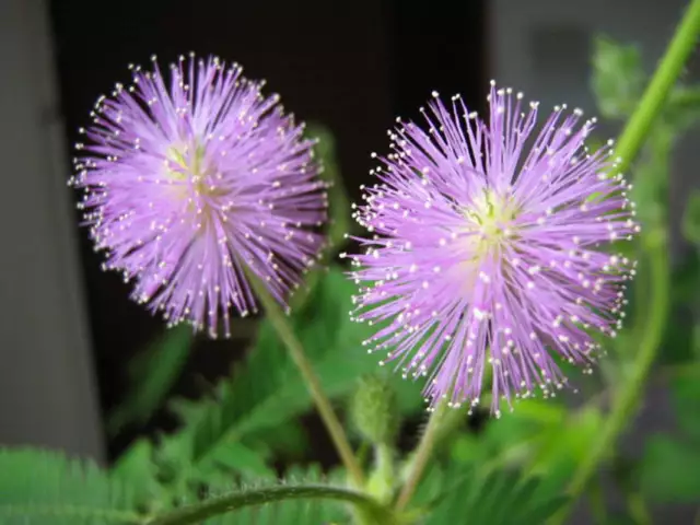1-1000 PCS Shameplant Tree Seeds Sensitive Sleeping Mimosa Pudica Purple 0149