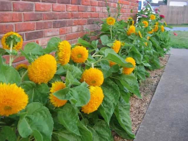 Teddy Bear Dwarf Sunflower Seeds 50Pcs/pack Non GMO Heirloom Garden