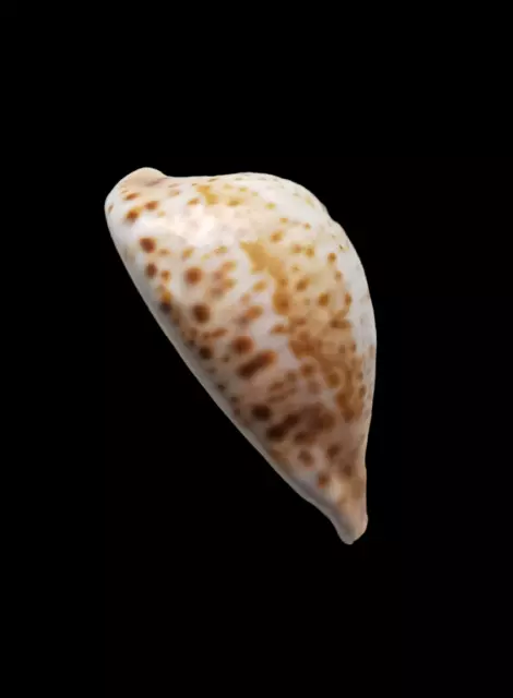 SHELL CONCHIGLIA CYPRAEA UMBILIA HESITATA beddomei mm.76,4 AUSTRALIA