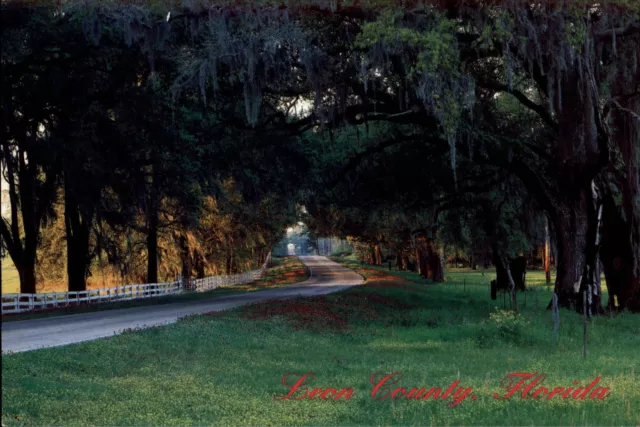 MICCOSUKEE FLORIDA LEON County State Road 59 Spanish moss vintage ...