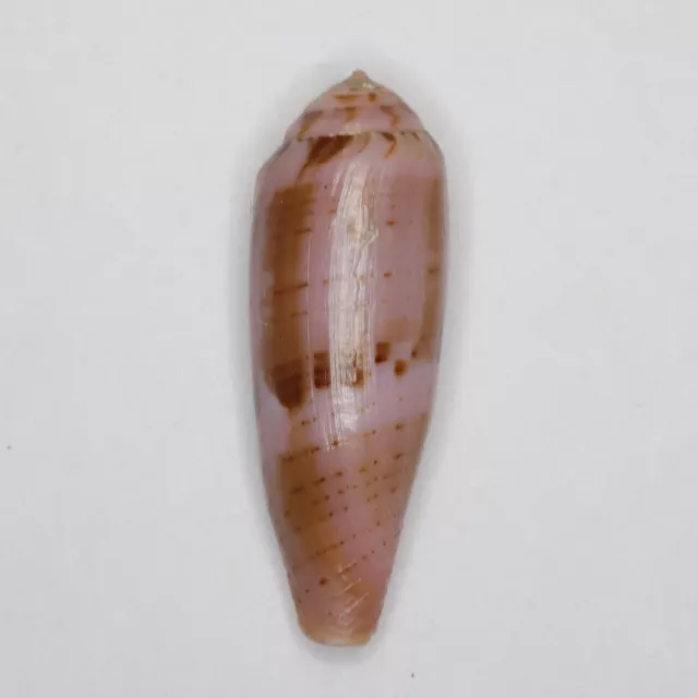 Conus violett 36 mm MS1689 Muscheln Muscheln groß