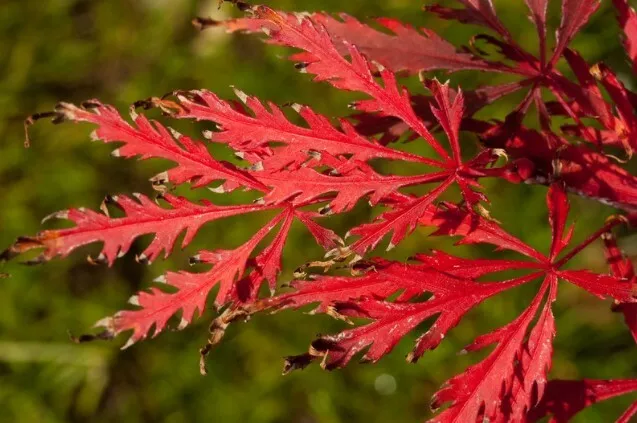 Acer palmatum "dissectum garnet" ** Acero giapponese rosso (1 pianta V18-18x16)