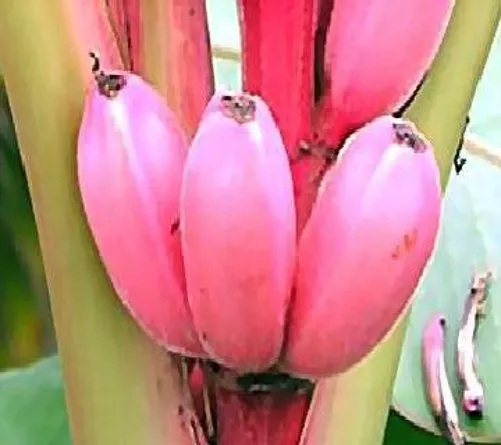 Bonsai: kleinwüchsige Zwerg-Banane mit rosa Minibananen // Samen Zierbäume Deko