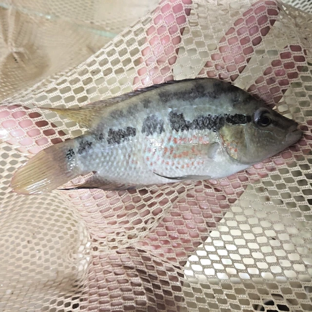 Salvini Cichlid 5" Unsexed