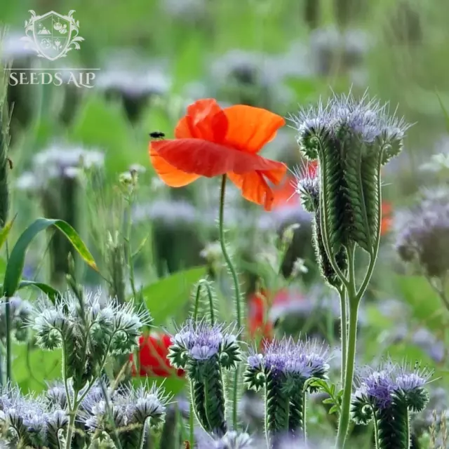 Bienenweide: 12.000+ Klatschmohn & Phazelie Samen, Red poppy & Phacelia seeds