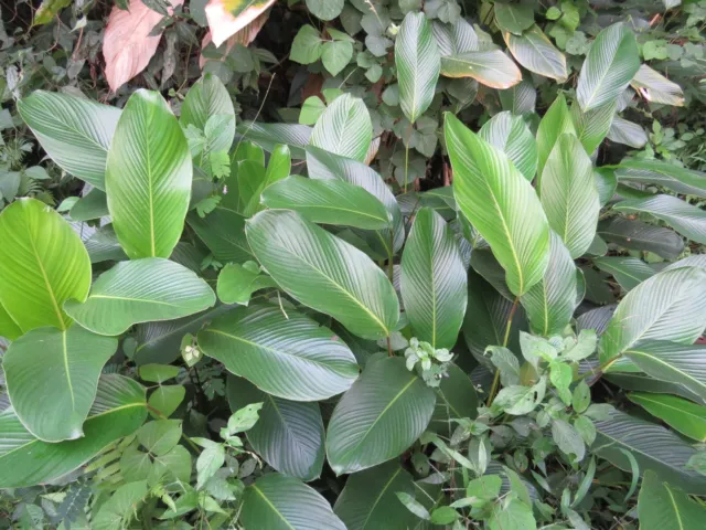 Phrynium pubinerve aus Ostasien - Packing Leaf Kou 5+ Samen Zimmerpflanze E 264
