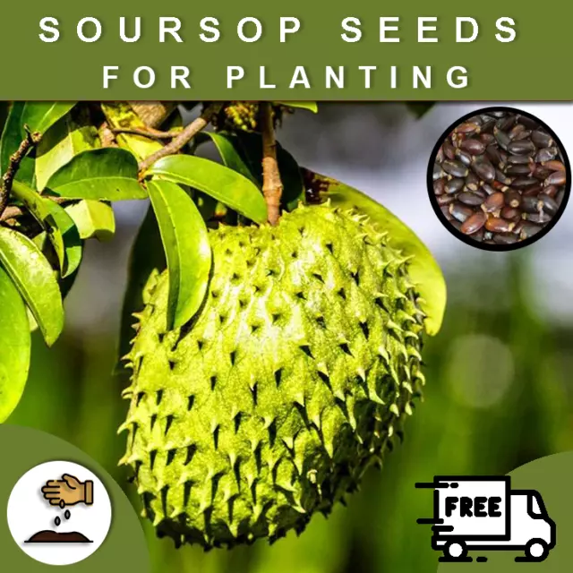 75 Soursop Seeds Annona Muricate Guanabana Graviola Fresh Tropical Plant Seeds