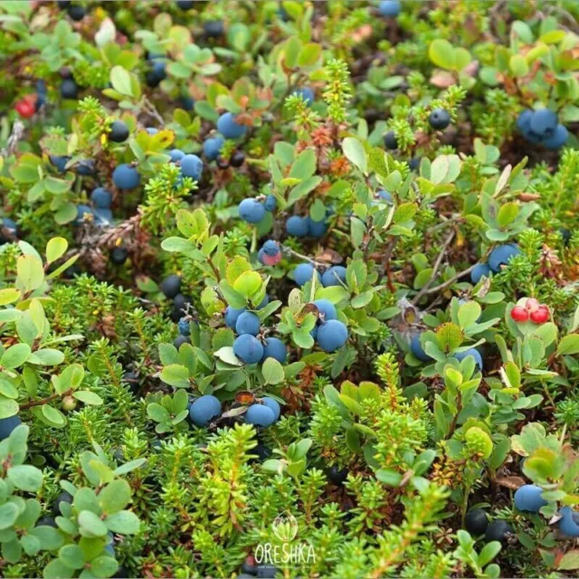 Heidelbeersamen (Vaccinium myrtillus) 30 STCK./300 STCK. frische Samen 2