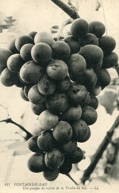 Reproduction Tableau 'La Grappe De Raisin' (1928) - Henri Laurens - Impression Qualité Archive