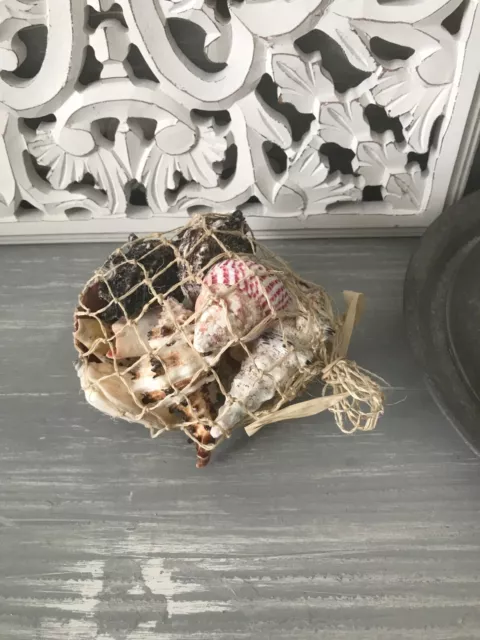 Assorted Sea Shells in Natural Net Bag - Gift - Coastal - Nautical