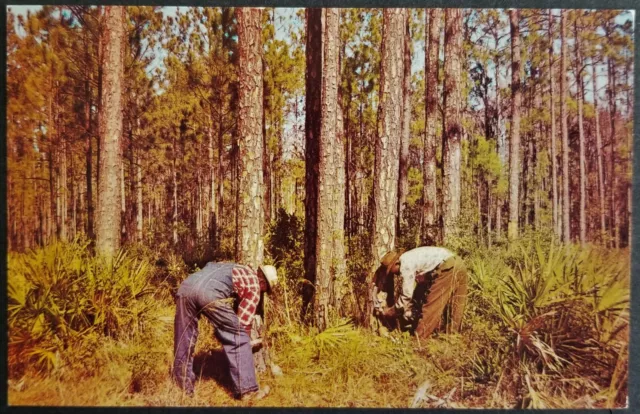 African American Occupations: Turpentine Trees for Resin in the South. Post-1963