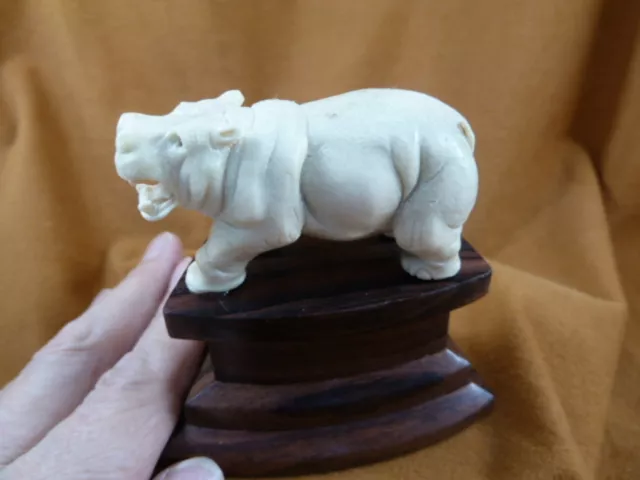 hippo-12) little Hippo of shed ANTLER figurine Bali detailed carving love hippos