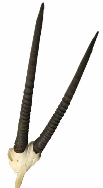 Antilope -  Geweih - Nachlass - schöne Grösse  ca 95 cm