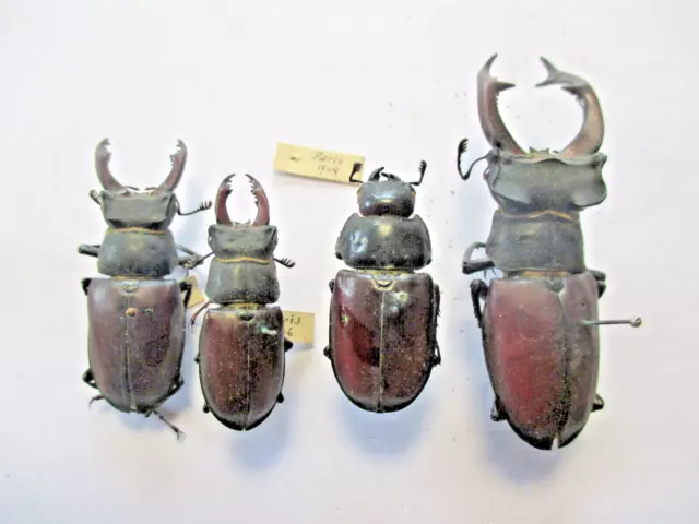 Entomologie Lucanidae Lucanus cervus 3 Mâle ; 1 Femelle   France- Paris 1904