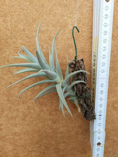 Tillandsia purpurea, aufgebunden, Nr. 8 2