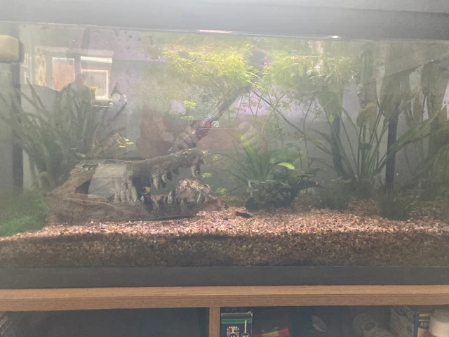 110l Interpet fish tank aquarium and accessorys 2