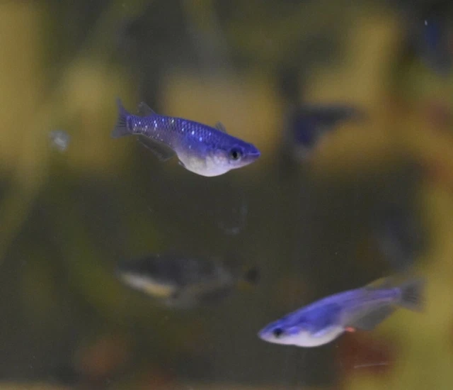 Live Black Medaka Rice Fish (Pack of 5 Freshwater Aquarium Fish) *PLS READ DESCR 2