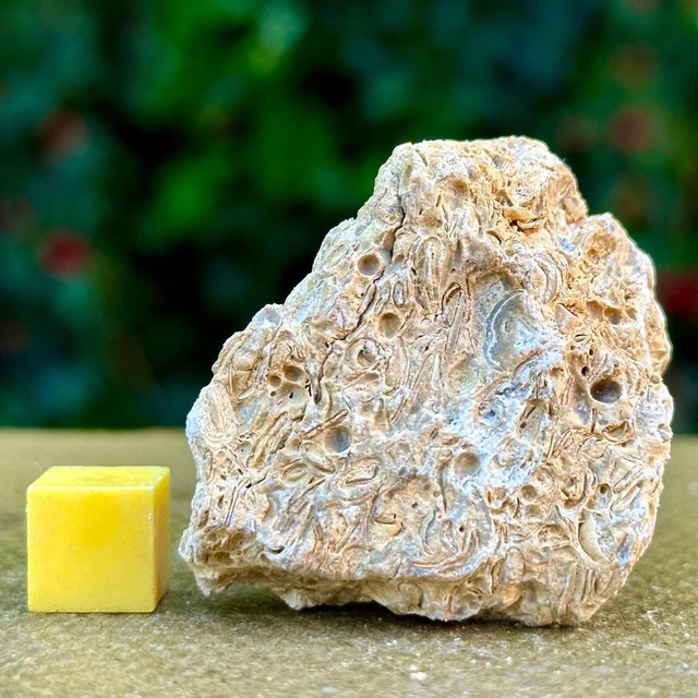 Jurassic Coral Fossil from Wiltshire, UK - Genuine Fossils for Sale