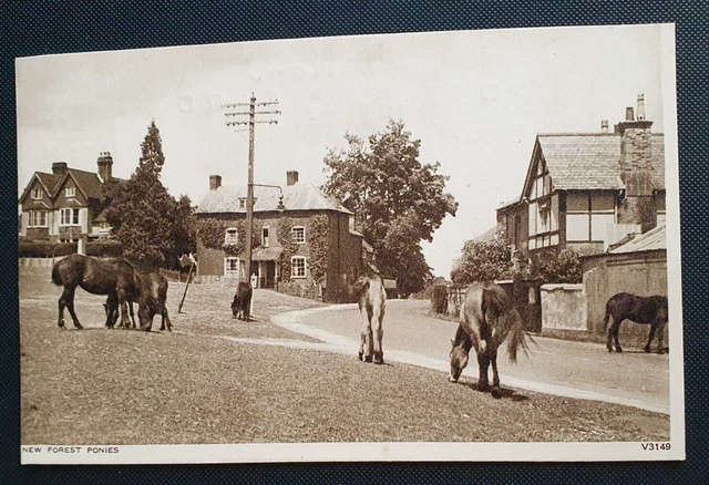 Unposted Vintage Photochrom Co B&W Postcard:  New Forest Ponies (d)