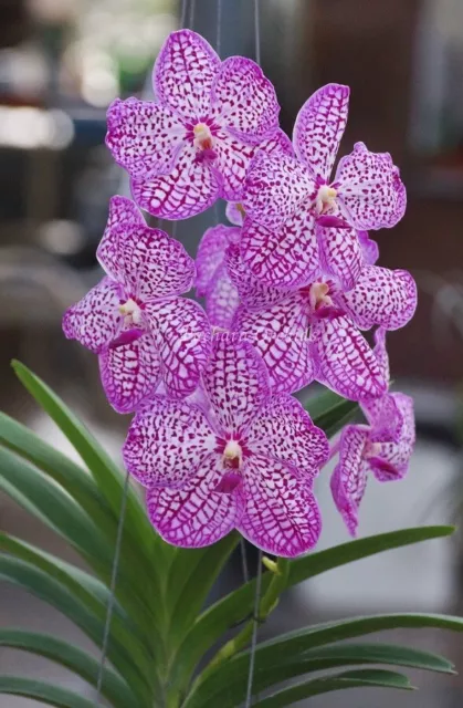 Orchid Orchidee Vanda Chulee Classic Pink (no.10)