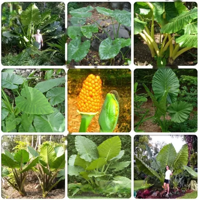 12pcs graines Alocasia Heirloom Macrorrhiza vert géant Taro Dishlia plante...