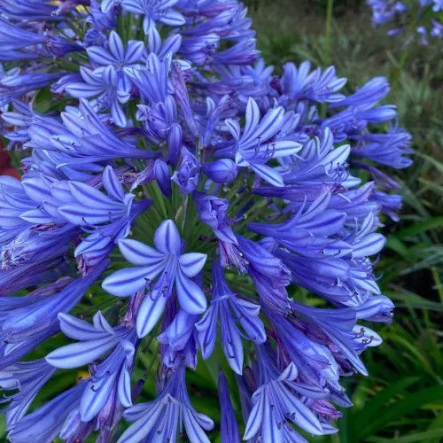 Graines / Seeds: Agapanthus africanus / Agapanthe bleue (20)