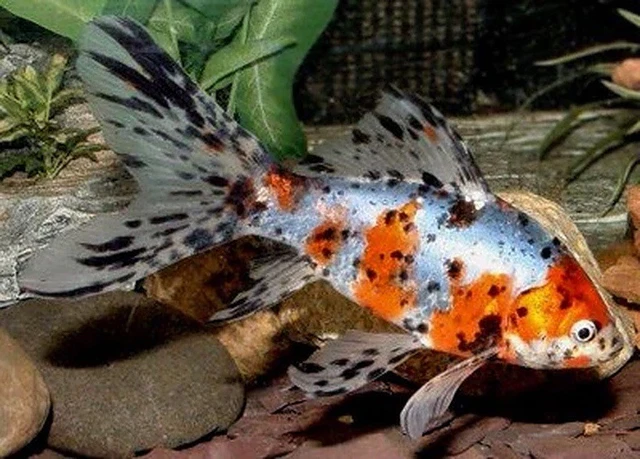 2.5- 3 inch Live Shubunkin Goldfish for fish tank, koi pond or aquarium