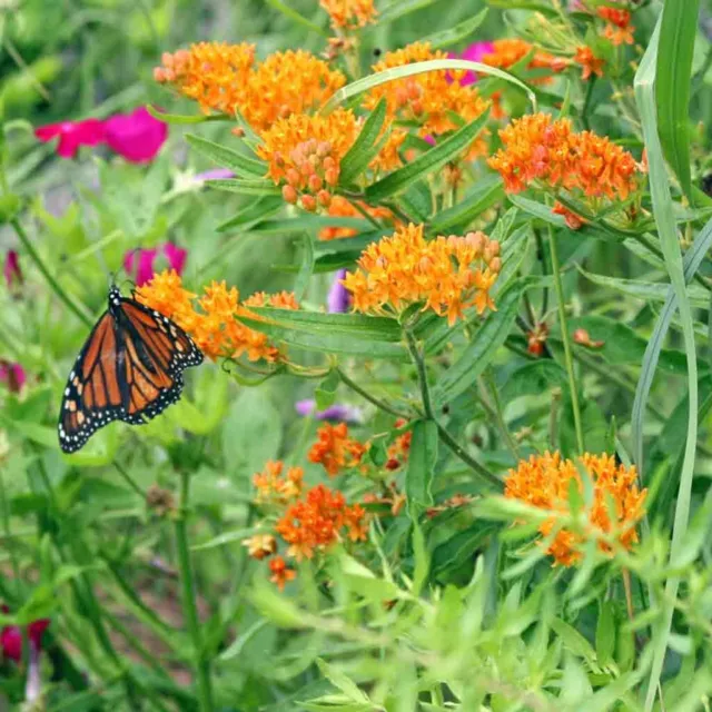 100+ Butterfly Milkweed Seeds | Attract Butterflies in your Garden | Non-GMO