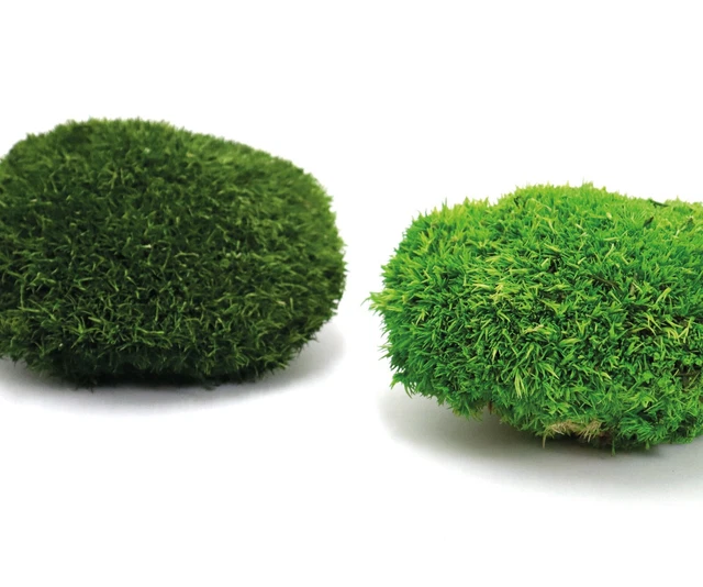 Musgo de bollo conservado para imágenes de musgo y decoración - Calidad premium en tonos verdes