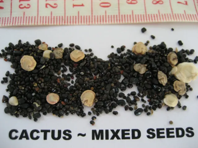 Mixed Cacti Seeds or Mixed Cacti and Succulent Seeds ~ 50+ Seeds per pack