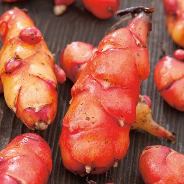 ORGÁNICO Nueva Zelanda Ñame Naranja Rojo Oxalis Tuberosa Oca Rizoma Planta Ahora No OGM
