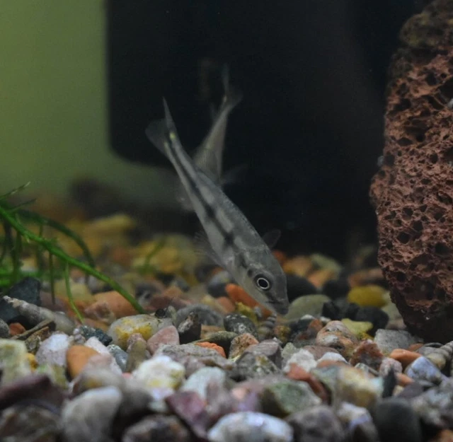 Live Kelberi Spider Peacock Bass Cichlid (2" Young Aquarium Fish) PLS READ DESCR 2