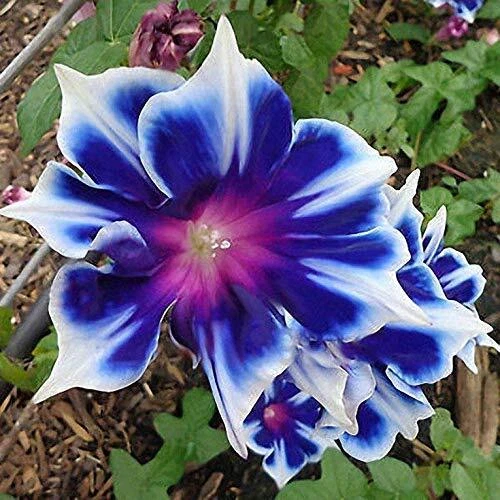 100pcs/pack Morning Glory Seeds Beautiful Perennial Flowers Seeds for Garden