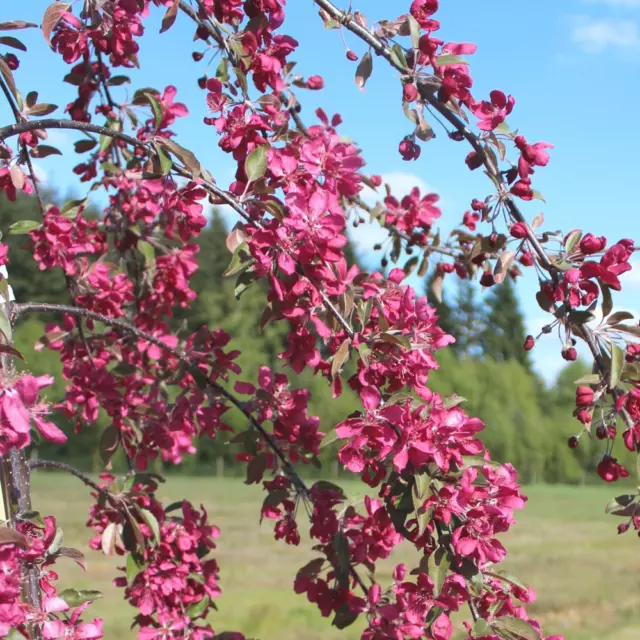 Malus X purpurea 'Crimson Cascade' | Crab Apple Tree | Ornamental Tree | 5-6ft