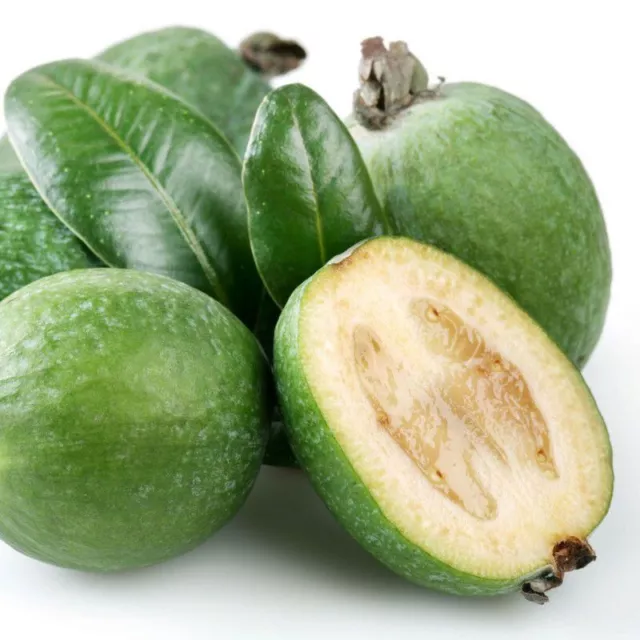 Feijoa sellowiana 'Triumph' - Acca - Goyavier du Brésil