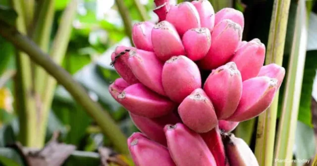 Pink Banana - Musa velutina