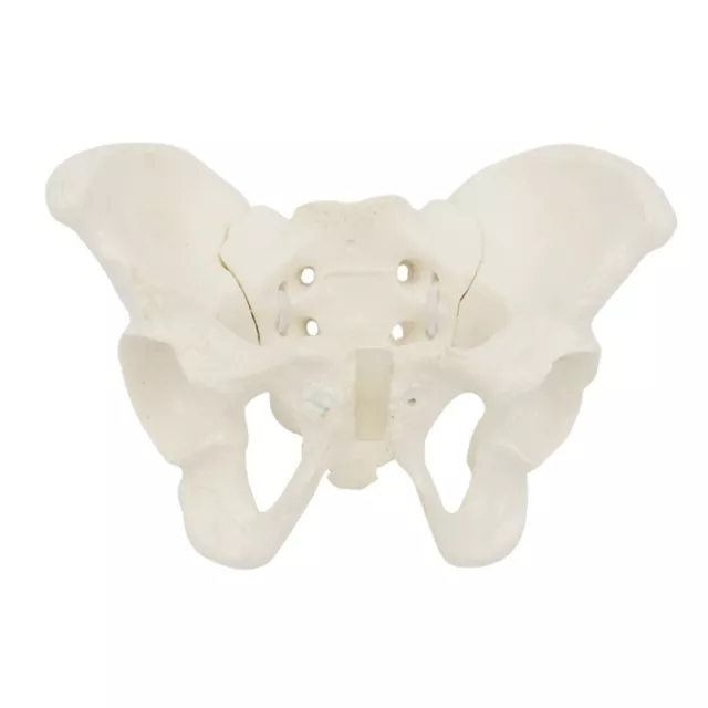 Science Education Midwife Mini Size Female Pelvis Model, Flexible Anatomy Model