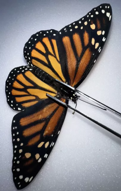 FARM RAISED Monarch Butterfly - Danaus plexippus Female - Antenna Deformed