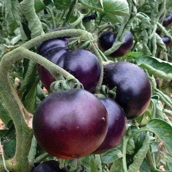 10 Graines De Tomate Ronde Indigo Bio