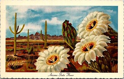 Arizona State Flower Saguaro Cactus Blossom Postcard B22