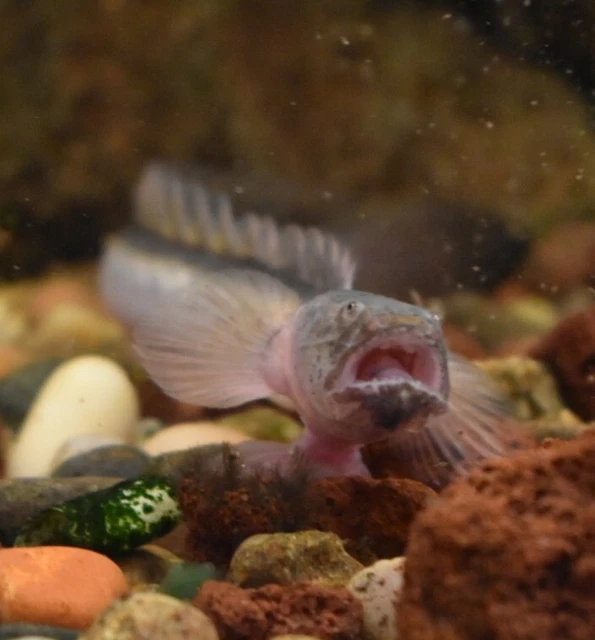 Live Dragon Goby (4" Tropical Freshwater Aquarium Fish) *PLS READ DESCR* 3