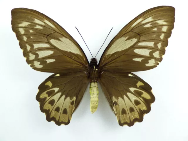 Ornithoptera priamus ssp. caelestis Weibchen