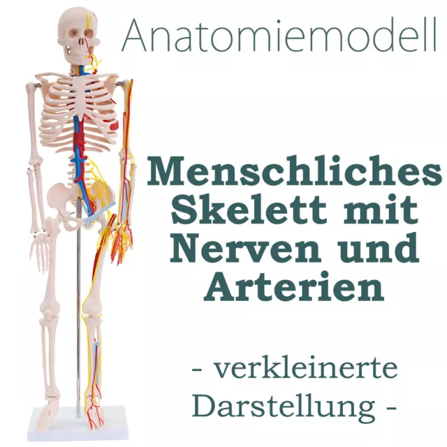 Modelo anatomía Esqueleto Humano con nervios y arterias Disminuido 87cm medmod