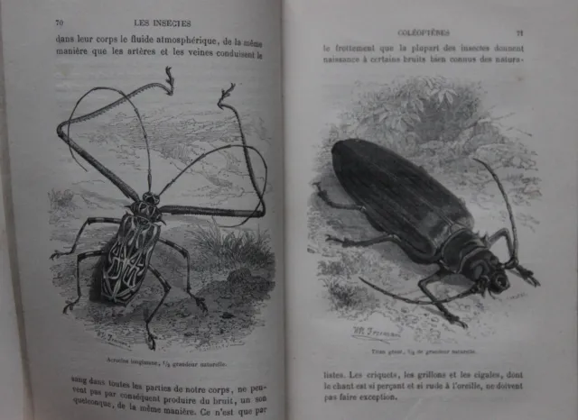 Bourassé  L'abbé J.J., Les insectes, 1882