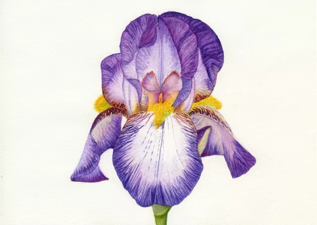 Lila bärtige Iris botanischer Druck aus einem Original Aquarellgemälde