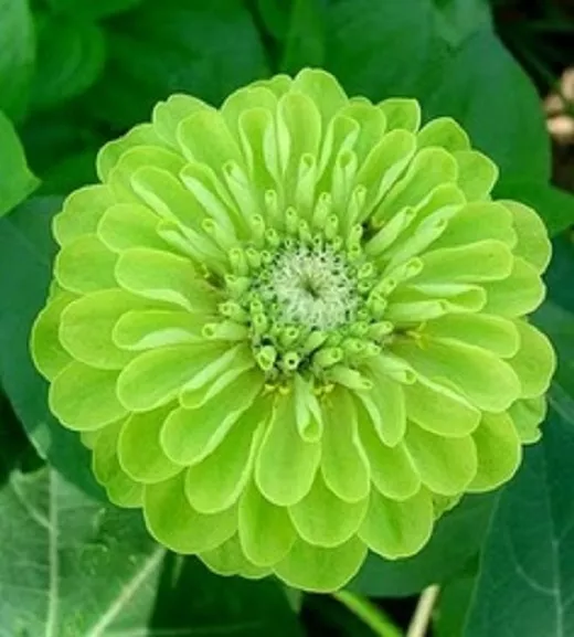 F0533 Zinnia Elegans ENVY x50 seeds LIME GREEN SPRING HARDY ANNUAL CUT FLOWER