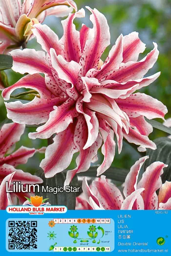 @ (◕‿◕)\@ Lilium orientalis Gefüllte Orientalische Lilie Magic Star