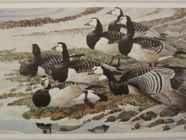 Beau Tunnicliffe Oiseau Imprimé ~ Barnacle Geese