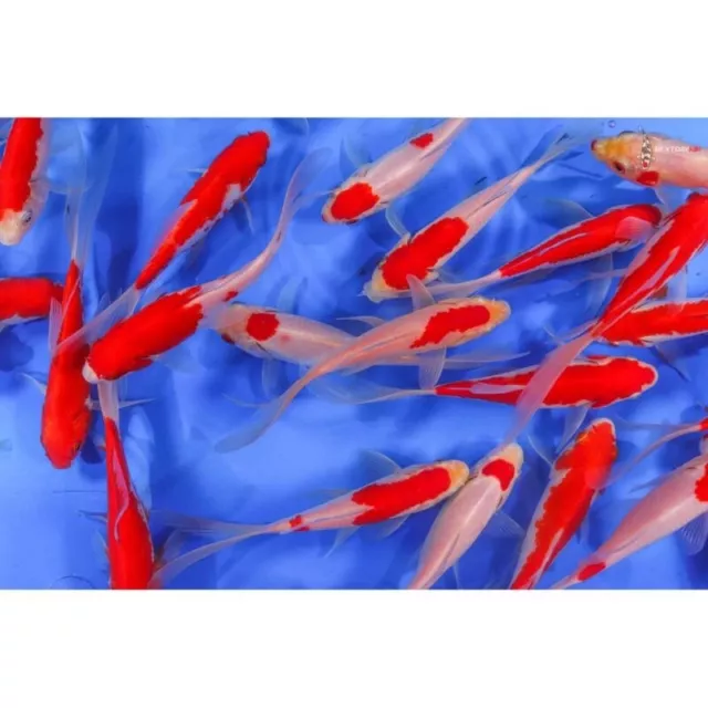 5" - 8"  inch PACK OF 2 Live LONG FIN Sarasa Goldfish Red and white